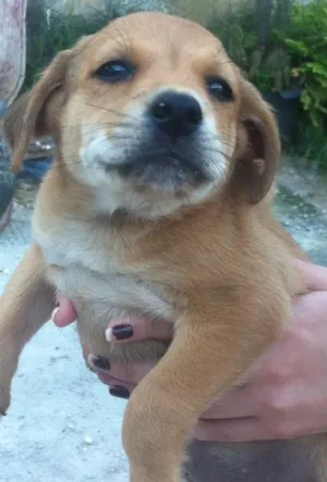 Cachorro raça Labrador com outra raça  idade Abaixo de 2 meses nome Sem nome