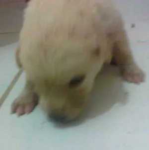 Cachorro raça pequena idade Abaixo de 2 meses nome sem nome
