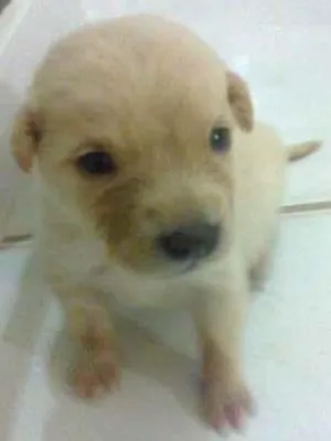 Cachorro raça pequena idade Abaixo de 2 meses nome sem nome