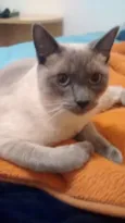 BISQUI (m) e FIONA (f)