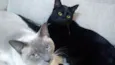 BISQUI (m) e FIONA (f)