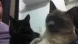 BISQUI (m) e FIONA (f)