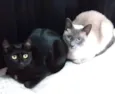 BISQUI (m) e FIONA (f)
