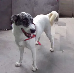 Cachorro raça SRD idade 1 ano nome Bela