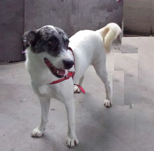 Cachorro ra a SRD idade 1 ano nome Bela