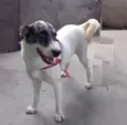 Bela