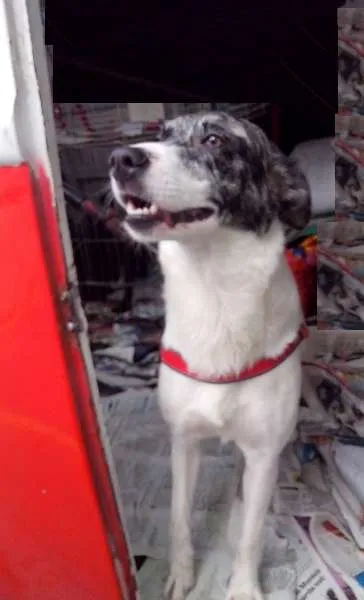 Cachorro ra a SRD idade 1 ano nome Bela