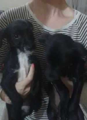 Cachorro ra a SRD idade 2 a 6 meses nome sem nomes
