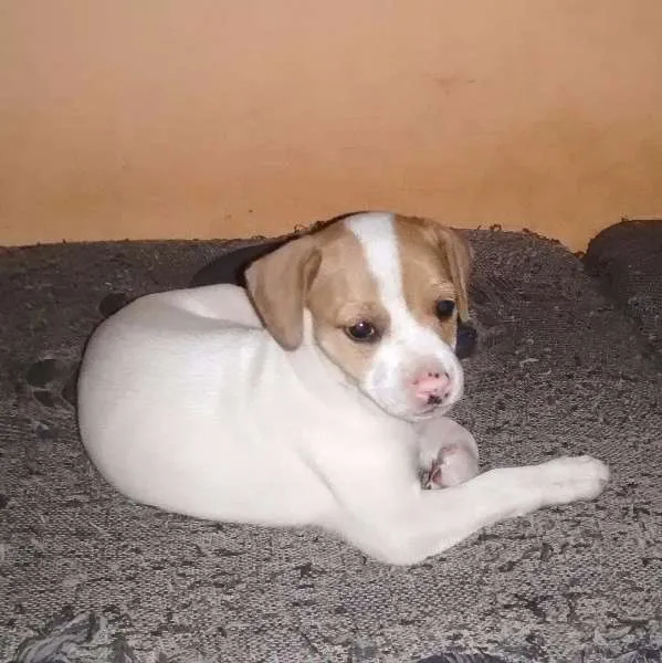 Cachorro ra a Vira lata idade Abaixo de 2 meses nome Sem nome