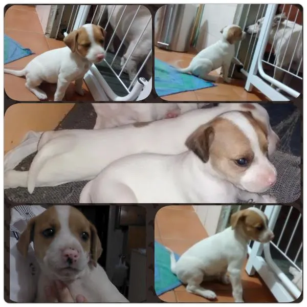 Cachorro ra a Vira lata idade Abaixo de 2 meses nome Sem nome
