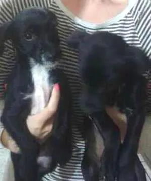Cachorro ra a SRD idade 2 a 6 meses nome sem nomes