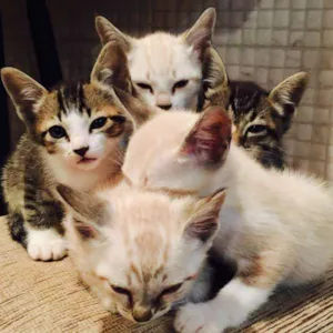Gato raça sem raça idade Abaixo de 2 meses nome sem nome