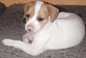 Cachorro raça Vira lata idade Abaixo de 2 meses nome Sem nome