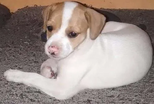 Cachorro ra a Vira lata idade Abaixo de 2 meses nome Sem nome