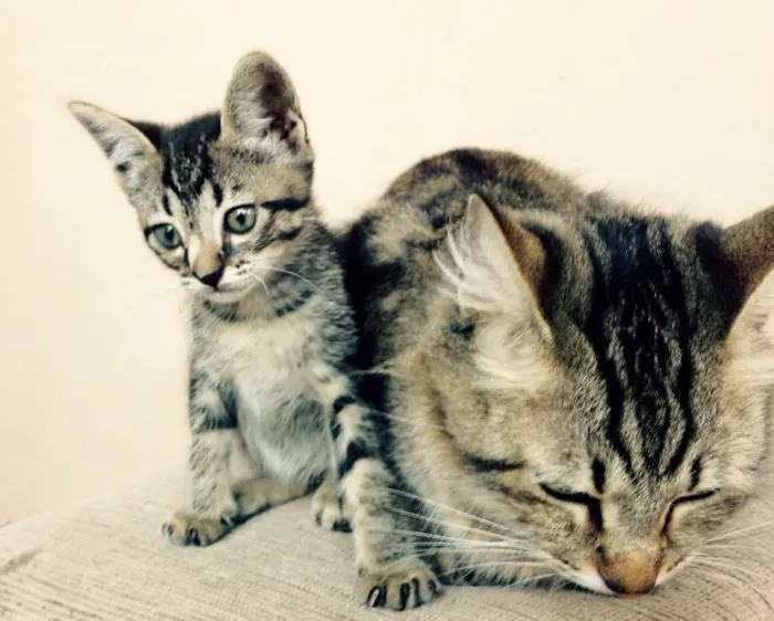 Gato raça sem raça idade 2 anos nome sem nome