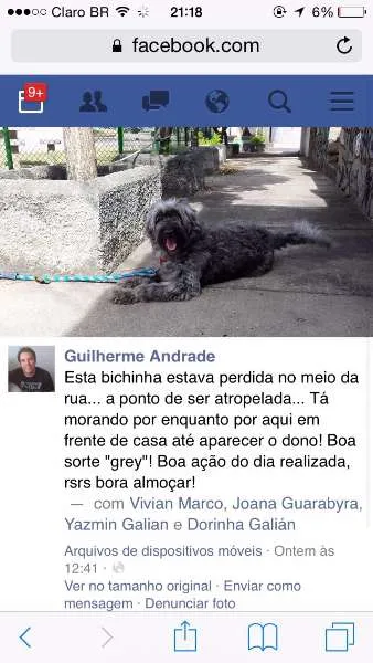 Cachorro ra a POODLE idade 1 ano nome LAIZA