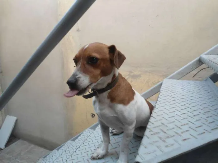 Cachorro ra a JACK ROUSSEAU  idade 3 anos nome MAILON