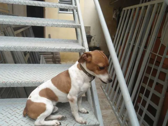Cachorro ra a JACK ROUSSEAU  idade 3 anos nome MAILON