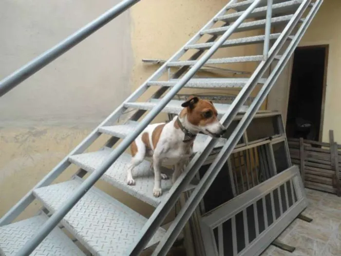 Cachorro ra a JACK ROUSSEAU  idade 3 anos nome MAILON