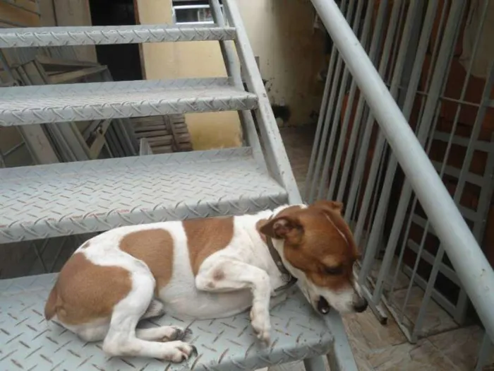 Cachorro ra a JACK ROUSSEAU  idade 3 anos nome MAILON