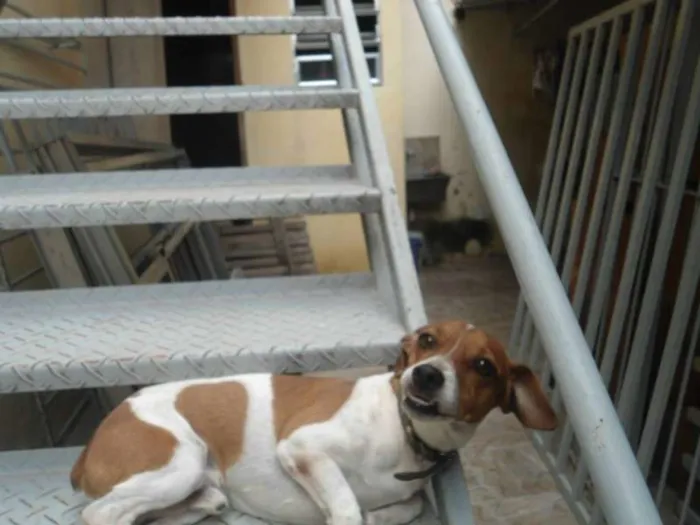 Cachorro ra a JACK ROUSSEAU  idade 3 anos nome MAILON
