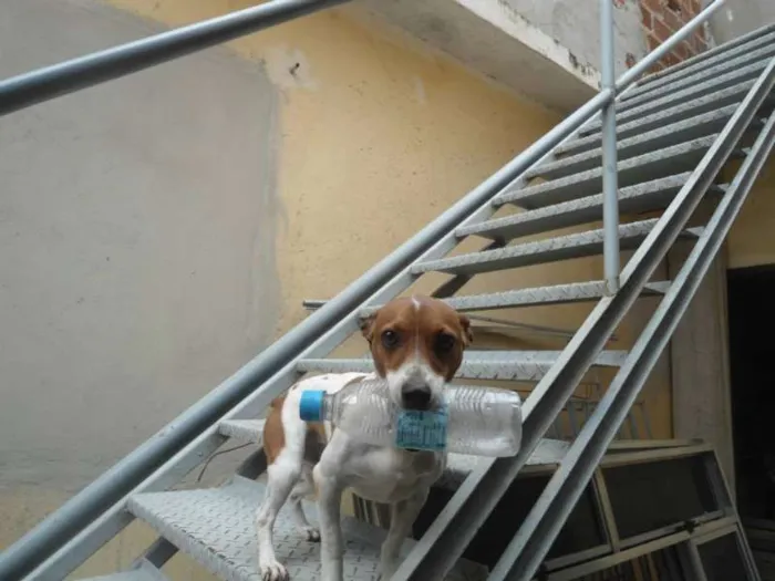 Cachorro ra a JACK ROUSSEAU  idade 3 anos nome MAILON