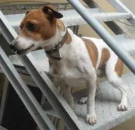 Cachorro ra a JACK ROUSSEAU  idade 3 anos nome MAILON