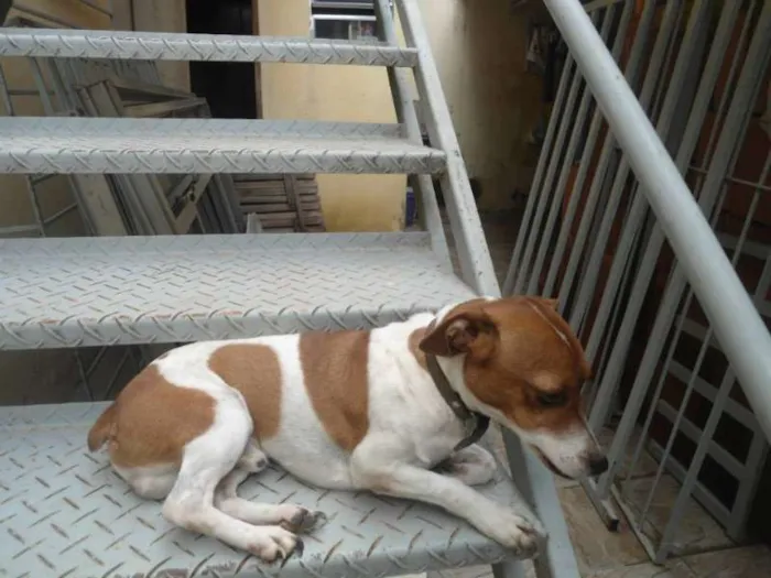 Cachorro ra a JACK ROUSSEAU  idade 3 anos nome MAILON