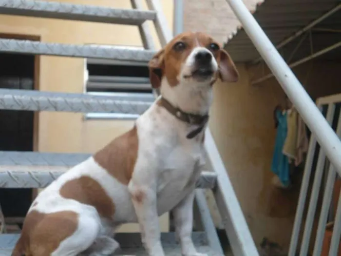 Cachorro ra a JACK ROUSSEAU  idade 3 anos nome MAILON