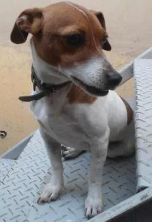 Cachorro raça JACK ROUSSEAU  idade 3 anos nome MAILON