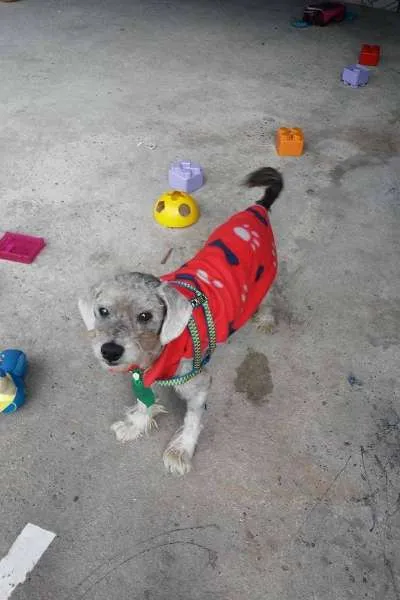 Cachorro ra a Poodle idade 6 ou mais anos nome thobias