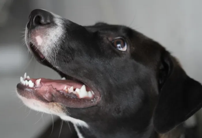 Cachorro ra a SRD idade 7 a 11 meses nome Wind