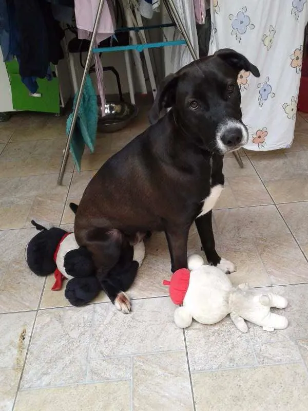 Cachorro ra a SRD idade 7 a 11 meses nome Wind