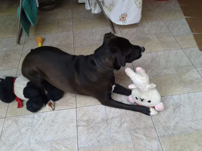 Cachorro ra a SRD idade 7 a 11 meses nome Wind