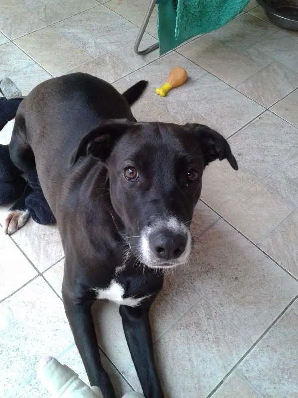 Cachorro ra a SRD idade 7 a 11 meses nome Wind