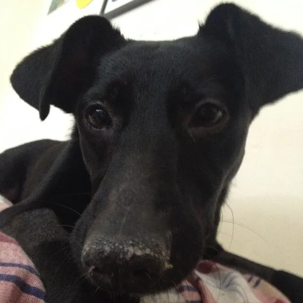 Cachorro ra a SRD idade 7 a 11 meses nome Alex