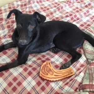 Cachorro raça SRD idade 7 a 11 meses nome Alex