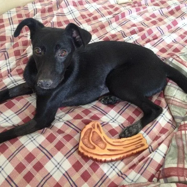 Cachorro ra a SRD idade 7 a 11 meses nome Alex