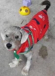 Cachorro ra a Poodle idade 6 ou mais anos nome thobias