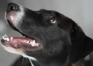 Cachorro raça SRD idade 7 a 11 meses nome Wind