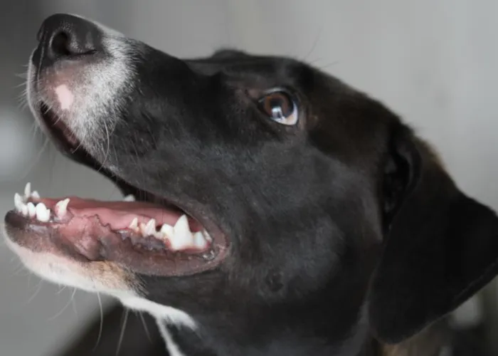 Cachorro ra a SRD idade 7 a 11 meses nome Wind