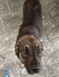 Lindo Cão