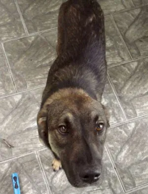 Cachorro raça SRD idade  nome Lindo Cão