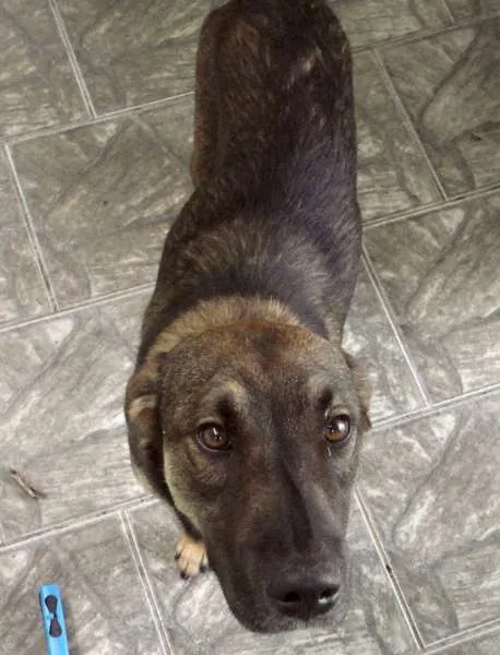 Cachorro ra a SRD idade  nome Lindo Cão