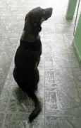 Lindo Cão