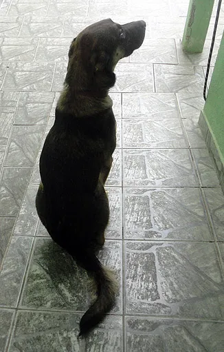 Cachorro ra a SRD idade  nome Lindo Cão
