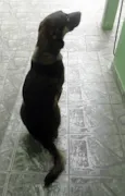 Lindo Cão
