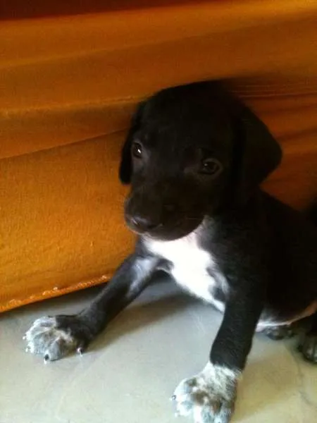 Cachorro ra a Não sei qual é idade Abaixo de 2 meses nome Alice e Oliver