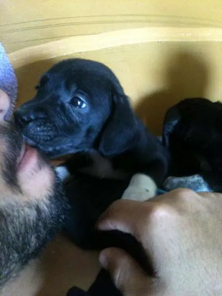 Cachorro ra a Não sei qual é idade Abaixo de 2 meses nome Alice e Oliver