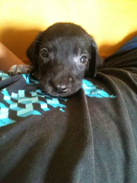 Cachorro ra a Não sei qual é idade Abaixo de 2 meses nome Alice e Oliver